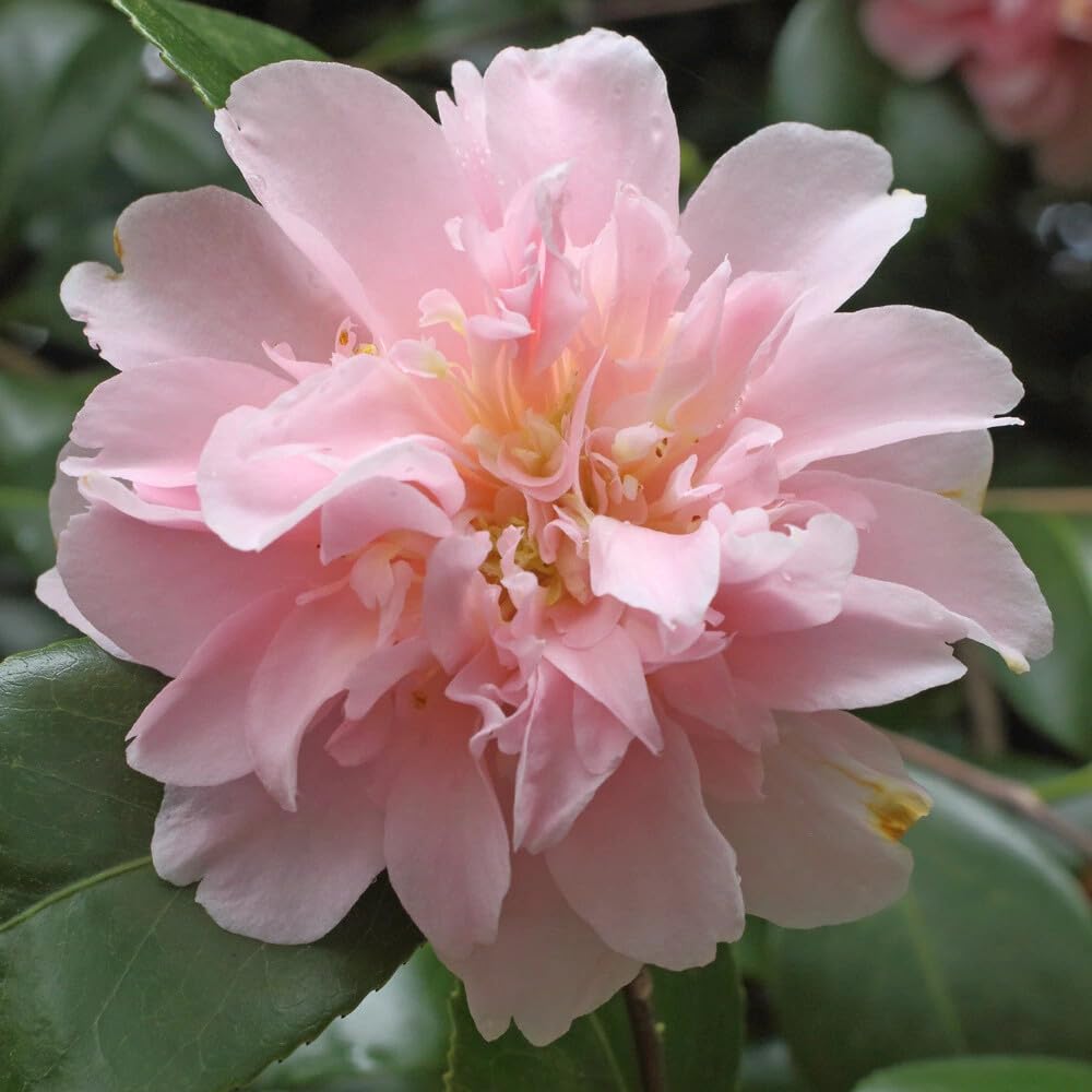 Live Plant - Camellia Japonica-Live Starter Plant