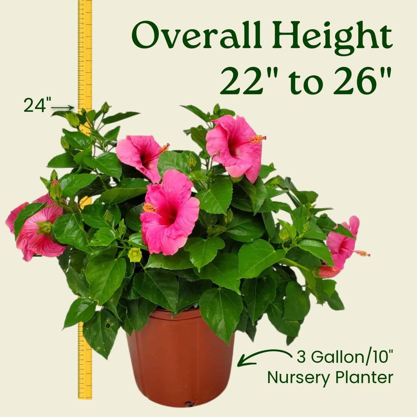Pink Hibiscus Plant Bush - Yoder Dwarf Pink Cayman Wind - Live Flower Bush - Overall Height 22" to 26" - Tropical Plants of Florida (Plant Only)