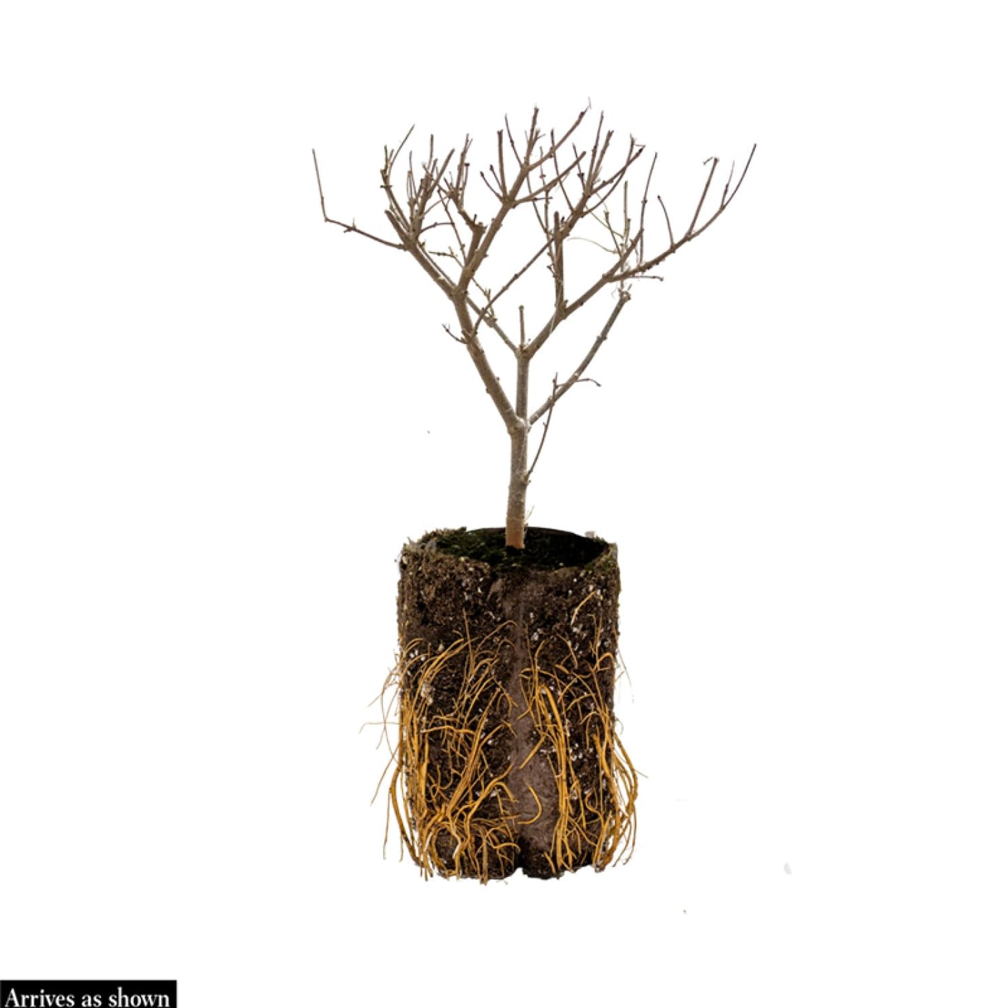 Direct Gardening Cardinal Red Twig Dogwood Starter Hedge Kit Dormant Bare Root White Flowering Starter Shrubs 2 Pk, Can't Ship to FL
