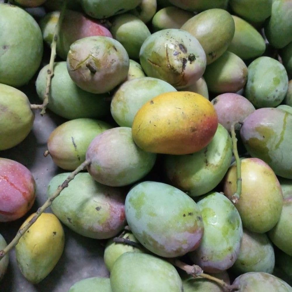 Ice Cream Mango Tree Live Plant, 2-3 Gallon Pot, Mango Plants Live, Grafted Dwarf Tropical Fruit Tree for Patio & Garden