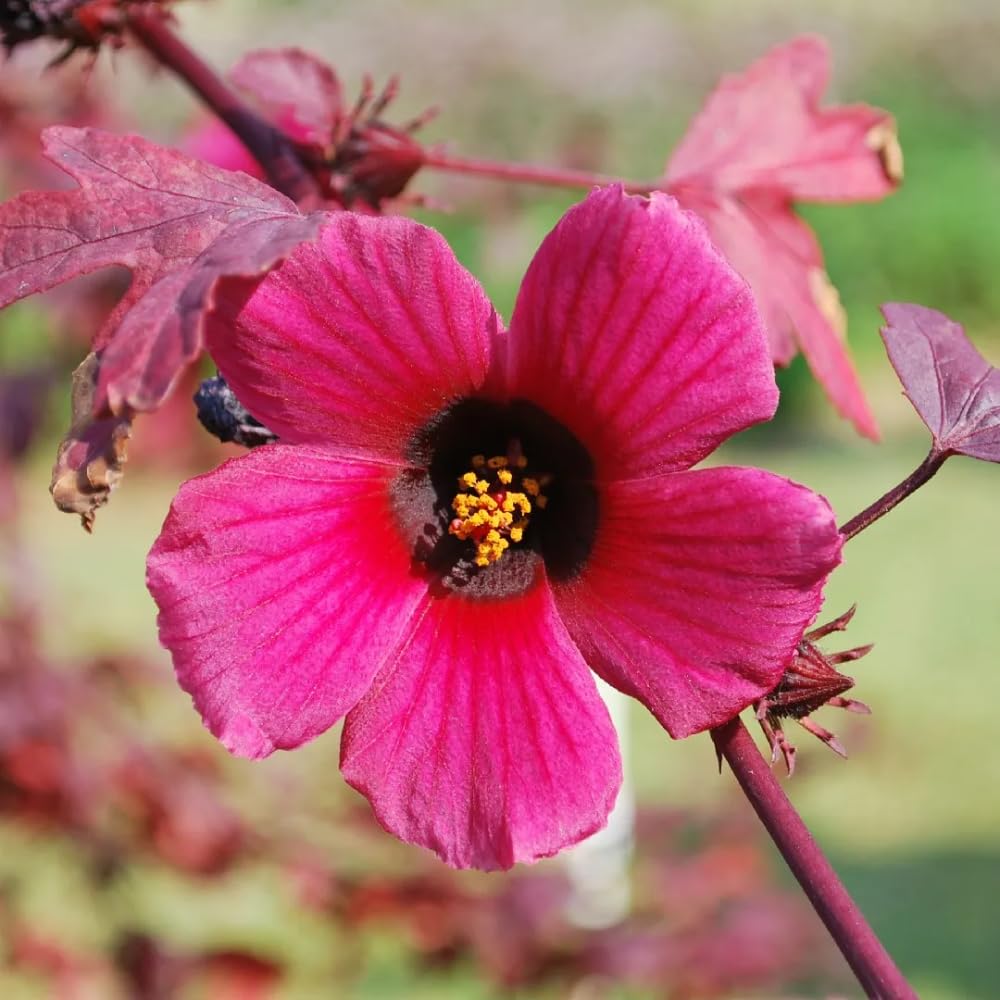 Pack 2 Cranberry Hibiscus Plants Live, 4-8 Inches Tall, Edible Ornamental Plant, Red Hibiscus Flowers