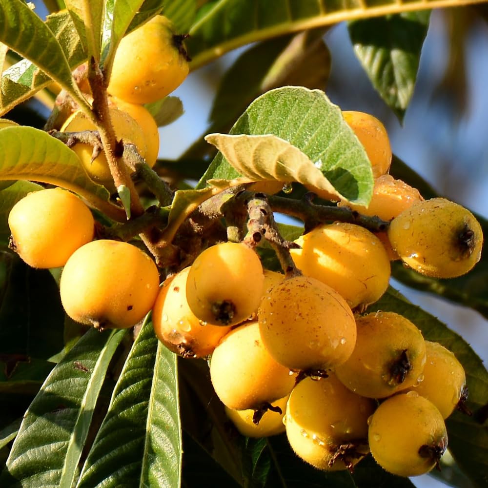 Loquat Fruit Tree 5-9" Tall, 4" Pot, Well-Rooted Loquat Plant for Garden and Orchard Planting