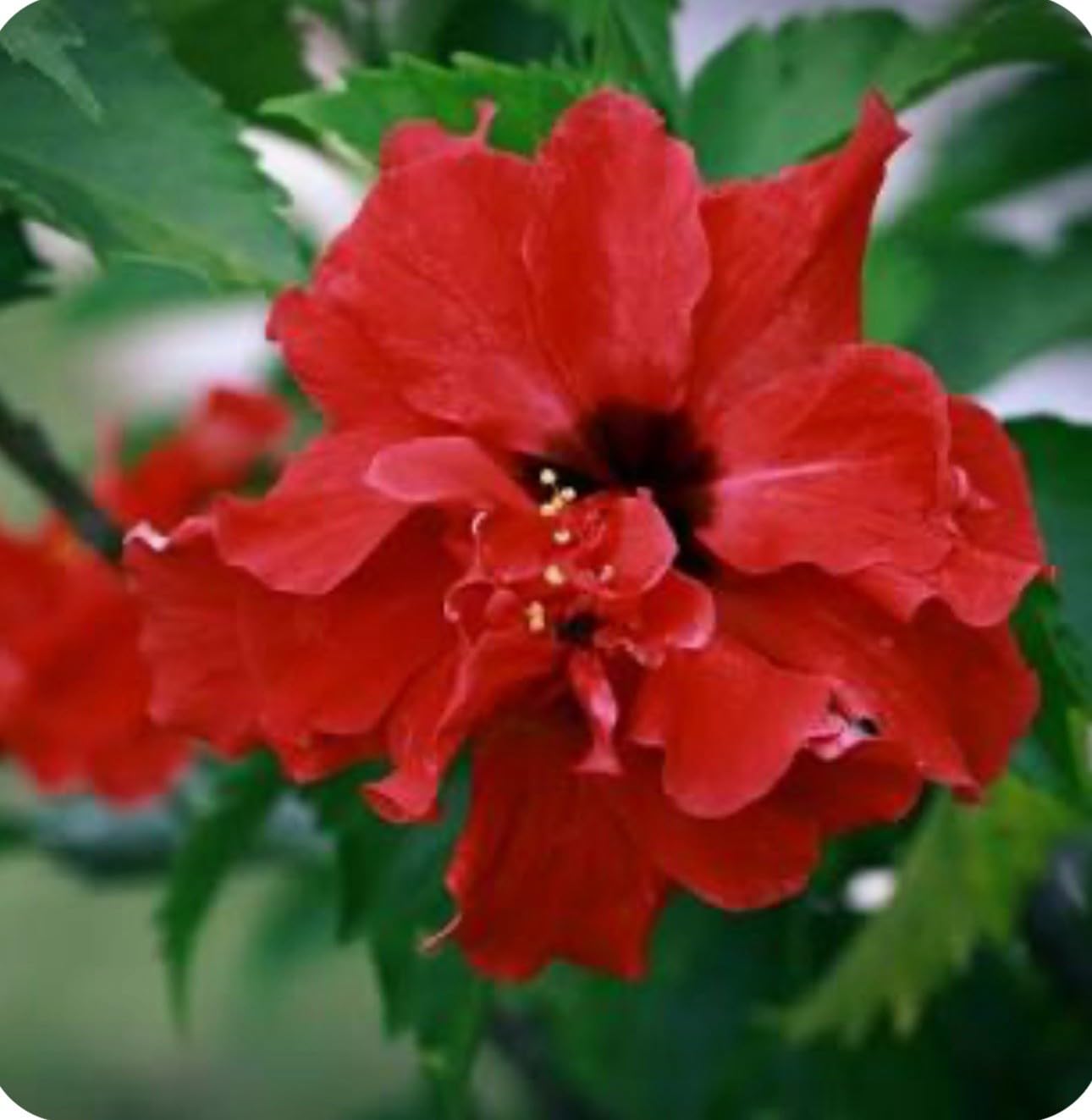 Live Plant - Red Dragon Hibiscus-Small Rooted Starter Plant-Hibiscus Rosa-sinensis