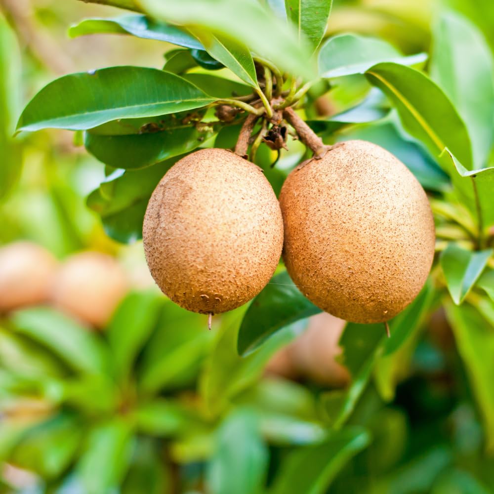 Sapodilla Tree Live 2 to 3 Feet Tall, Sapote Fruit Tree Plant for Growing, 3 Gallon Pot, No Ship to CA