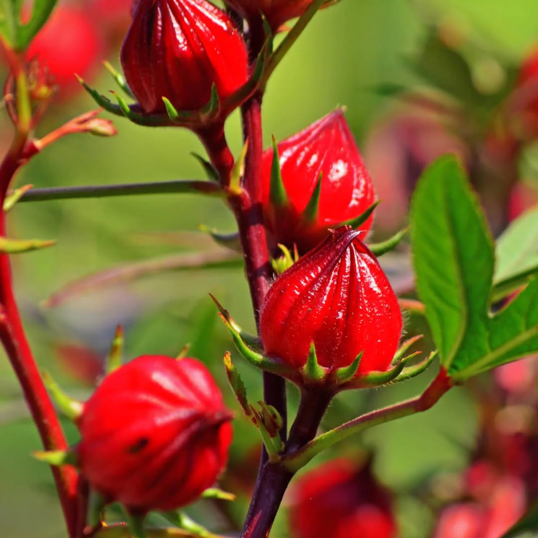 2 Cranberry Hibiscus Live Plants, 4–6 Inch Tall, Ornamental Flowering Plants for Garden, Patio, and Container Growing