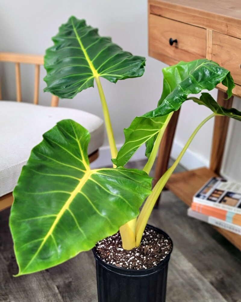 RedCrocus - RedCrocus Alocasia baginda 'Lutea' Elephant Ear Plant - Bright Foliage for Indoors & Gardens - Tropical Accent 14" Pot