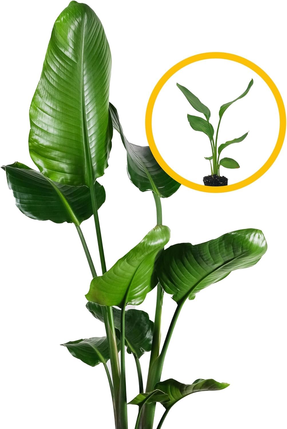 Live Orange & White Birds of Paradise Plant Variety - 'Birds of Paradise' Strelitzia nicolai - ragnaroc Tropical Plant 6-10” Tall - 4ct - Live Arrival Guaranteed - House Plants for Home Decor & Gift