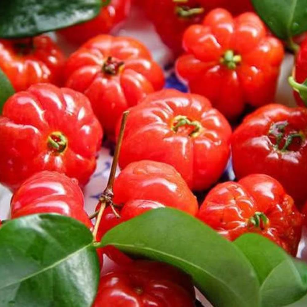 Surinam Cherry Tree Live Plant, 4-7" in Tall, Edible, Sweet, High Yielding Cherry Fruit Tree Fast-Growing for Outdoor Spring Planting
