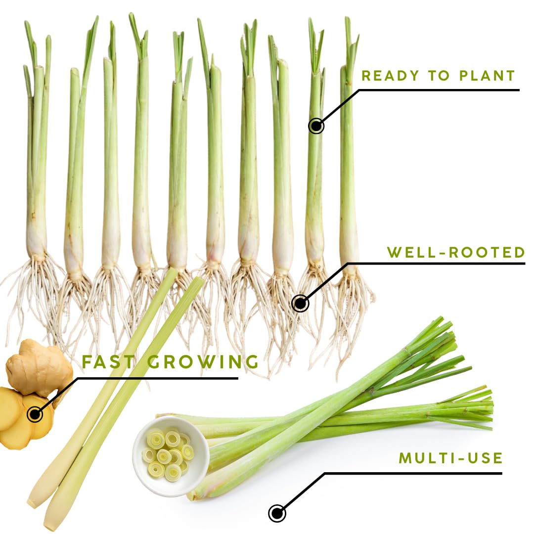 3 Lemon Grass Plants Live, Lemongrass Plants for Outside Planting, Fragant Herb Lemongrass Planting, 4-8 Inc Tall