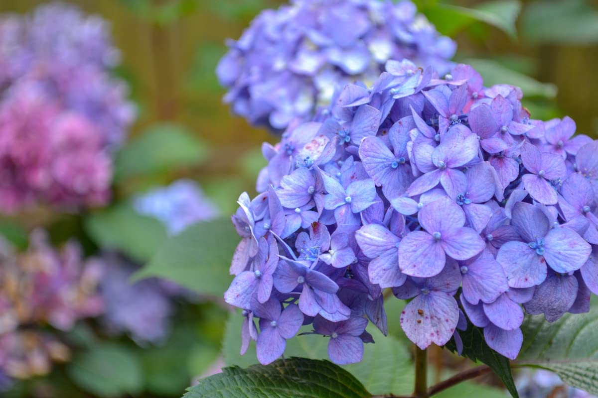 Winter Hardy Purple to Blue to Pink Shades Hydrangea Bush Tree Live Shrub Plant, 6-12" Blue to Smooth Pink to Purple Blooms, Established Roots, Dormant, No Leaf