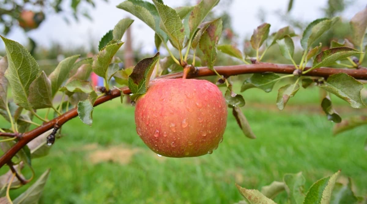 TriStar Plants - Fuji Apple Tree - 1 Gallon Pot - Semi Dwarf, Full Sun, Fruit Bearing, Edible, Cold Hardy, Heat Tolerant, Self Fertile, Red Apple
