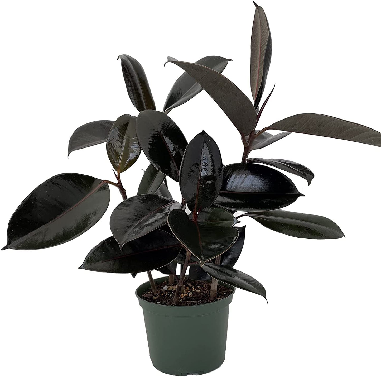 Burgundy Rubber Tree Plant - Ficus - 6" Pot