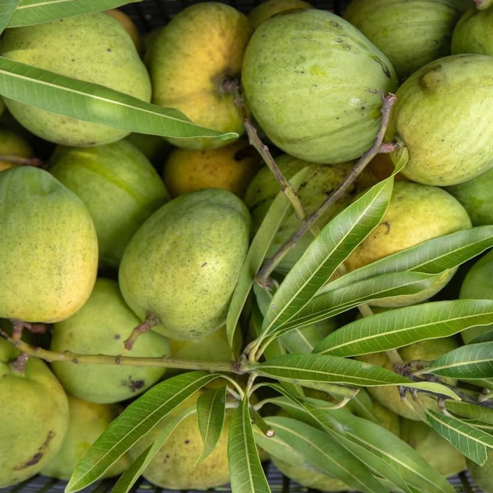 Ice Cream Mango Plant, Mango Trees Live Plants, Tropical Fruit Tree for Outdoor Planting 2-3 Feet Tall in 3 Gallon