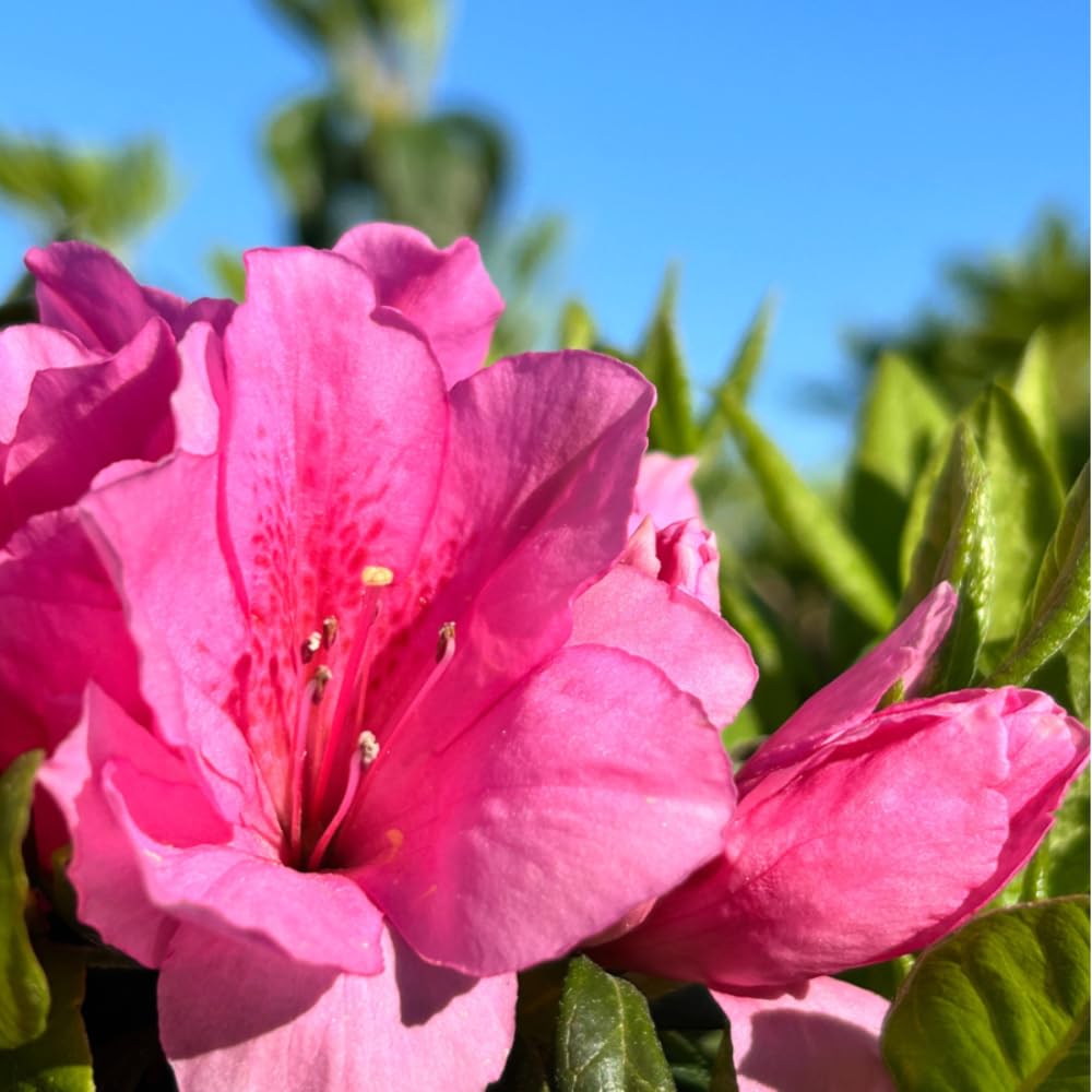 Azalea Pink Ruffle, 3 Gallon, Live Compact Reblooming Evergreen Shrub, Part Sun, Pink Flowers