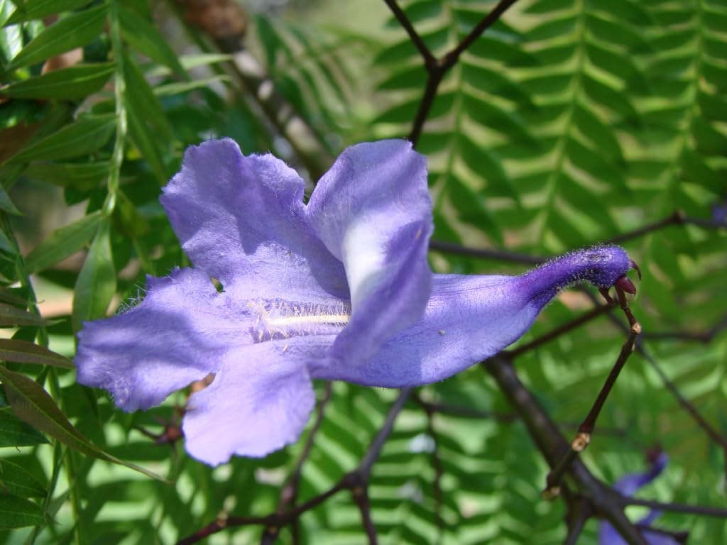 Big Jacaranda Blue mimosifolia (Jacaranda) Tropical Live Fruit Tree(2-3ft)