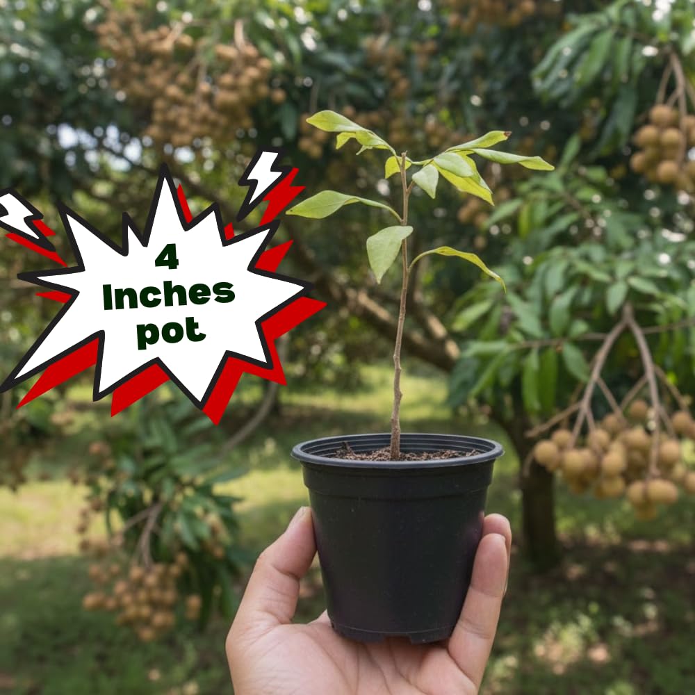 Live Longan Tree, Longan Fruit Plant in 4" Pot, Hardy and Sweet Tropical Fruit Tree, 6 to 8 Inches Height