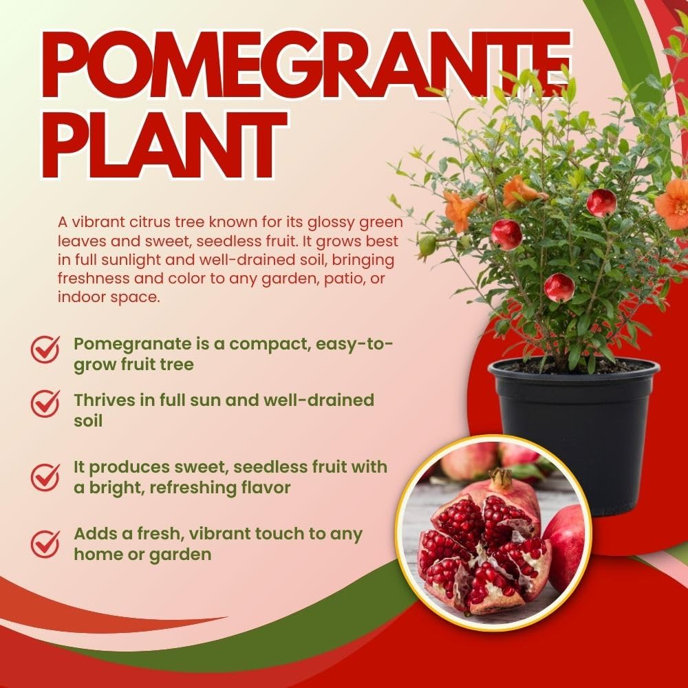 Live Sweet Pomegranate Plant, Red Pomegranate Plants Live Tree 8 to 10 Inches Tall, Pomegranates Fruit Tree, Well Rooted, 4 Inches Pot Plants