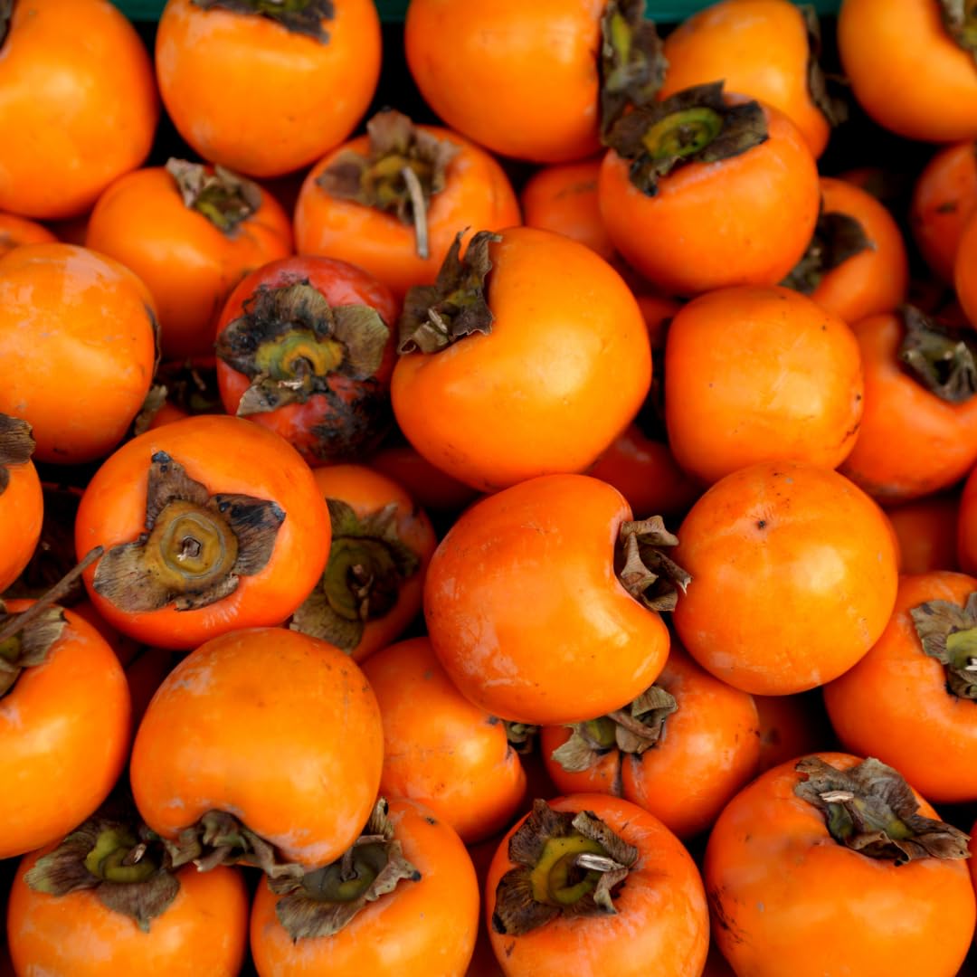 Potted Persimmon Tree Live Plant 1 Year Old Seedling, 8–12 Inches Tall in Quart Pot, Hardy Fruit Tree for Outdoor Spring Planting