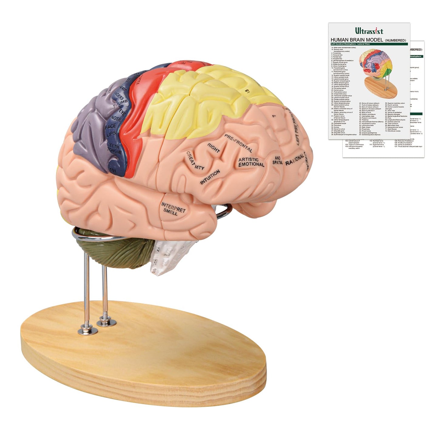 Human Brain Model for Neuroscience, Brain Model Labeled with Study Guide, Anatomy Model for Science Education Study Display