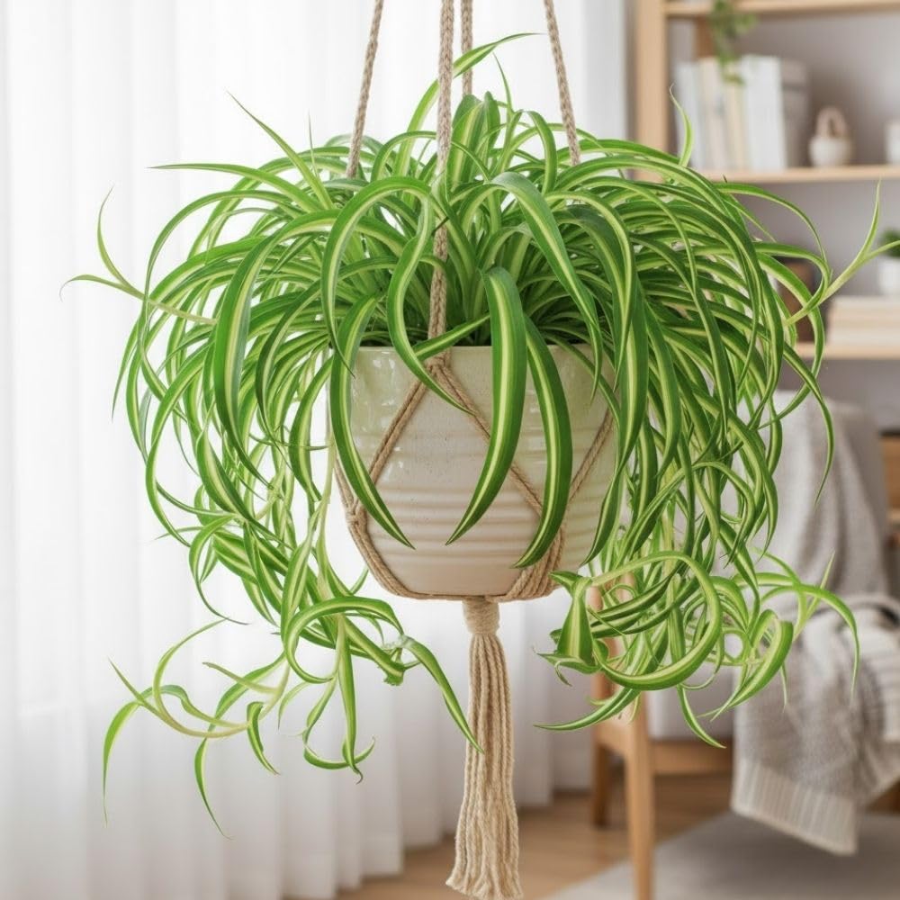 Variegated Curly Spider Live Plant 2" Pot, Spider Plants, Chlorophytum Curly Spider Airplane Plants for Planting Indoor Outdoor