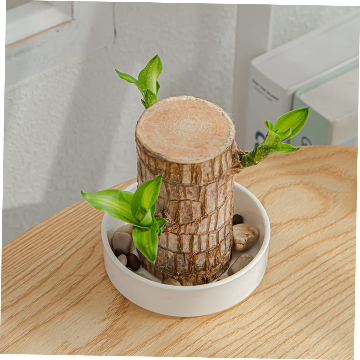 OFFSCH Ceramic Plant Tray for Brazilian Wood Pot 2Pcs - Decorative Saucer for Home and Office Easy to Clean Prevents Water Spillage