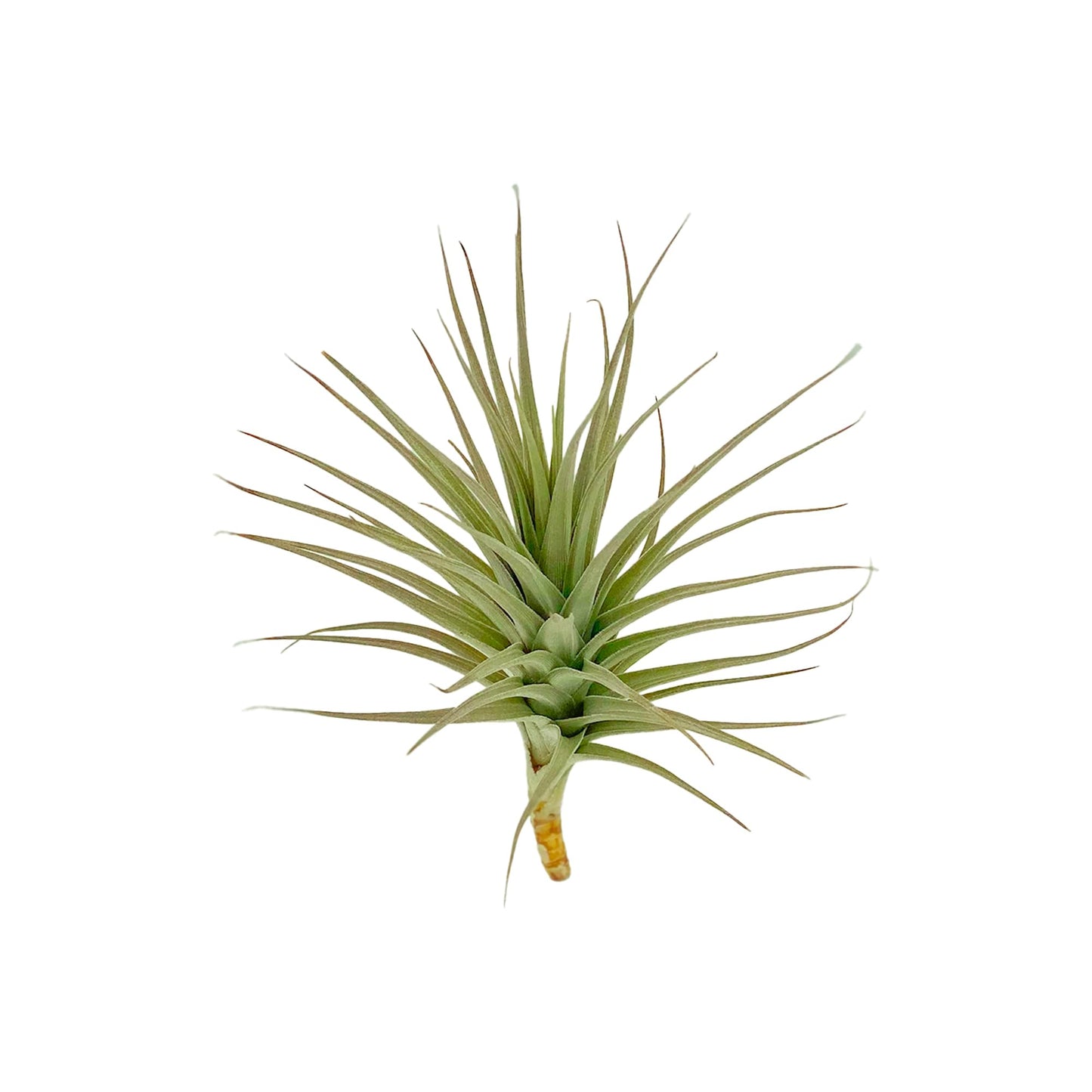 ragnaroc Air Plants - Flowering Tillandsia Lilla Lilac, Large 5" - 3ct - Live Arrival Guaranteed - House Plants for Home Decor & Gift