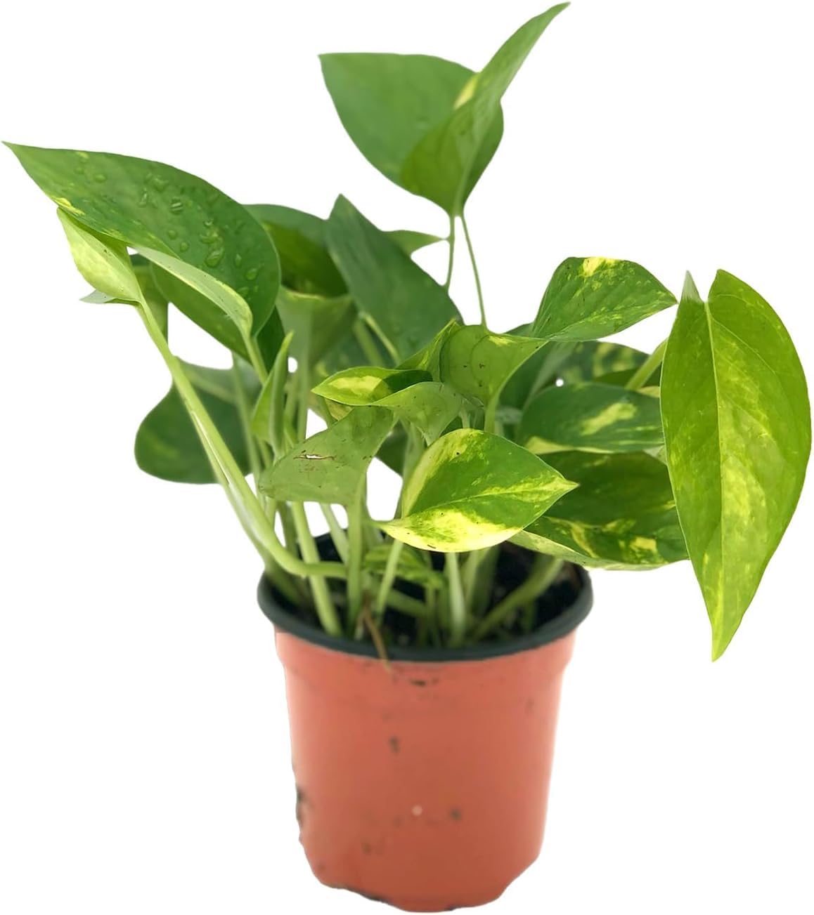 Live Pothos Plant - Epipremnum aureus Golden Pothos Plant - ragnaroc Tropical Plant 5-8” Tall - 2ct Live Arrival Guaranteed - Low Maintenance House Plants for Home Decor & Gift