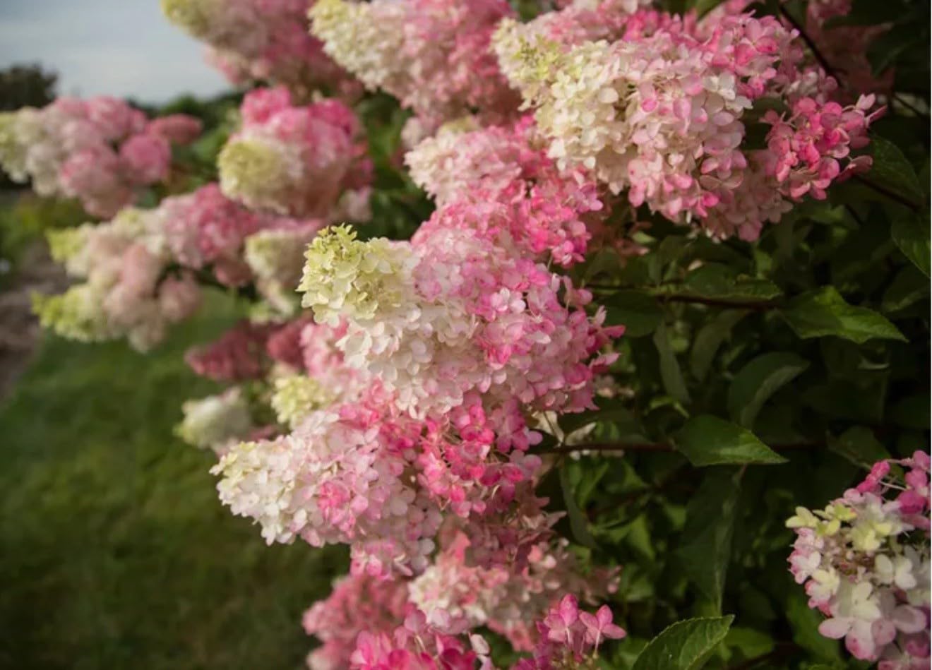 Live Plant - Hydrangea Well Rooted Starter Plant