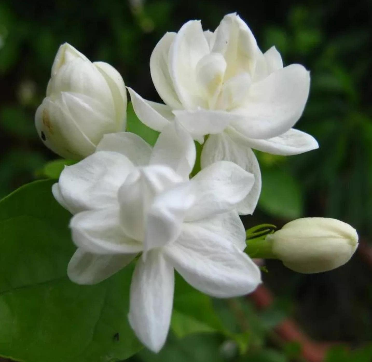 200+ Climbing Jasmine Flower Seeds for Planting Fragrant Plant Seeds Non-GMO Garden Home Jasmine Garden Balcony Climbing Flower