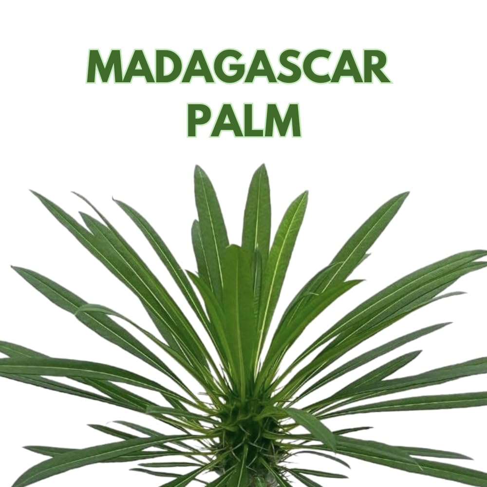 BubbleBlooms Madagascar Palm, Pachypodium Lamerei, in a 4 inch Pot