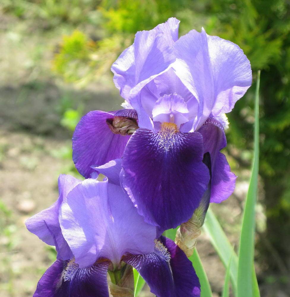 5 Iris Bearded Bulbs Rhizomes Flower | Mixed Colors Bulbs