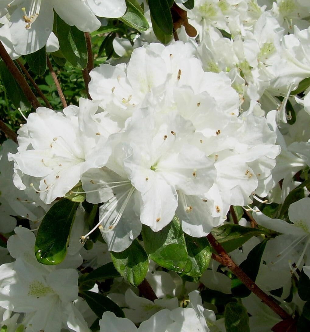 Live Plant - Delaware Valley White Azalea Rhododendron Deciduous Starter Plant