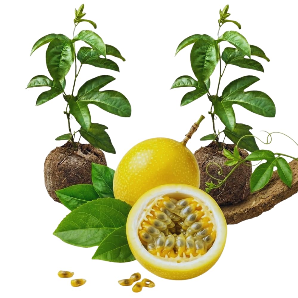 Set 2 Yellow Passion Fruit Plants Live, Passionfruit Live Plant, 4'' Tall