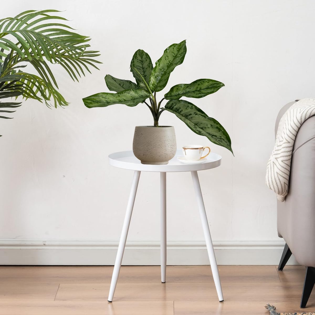 LEAL PLANTS ECUADOR Aglaonema Silver| Stunning Chinese Evergreen Houseplants |Low-Light Indoor Décor | Easy Care Air-Purifying Plants |Perfect for Home & Office Spaces