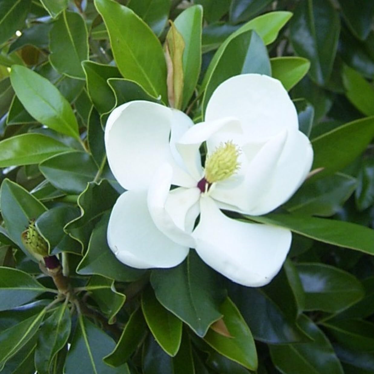 Live Plant - Evergreen Southern Magnolia Grandifolia 20-28 inch tallFragrant