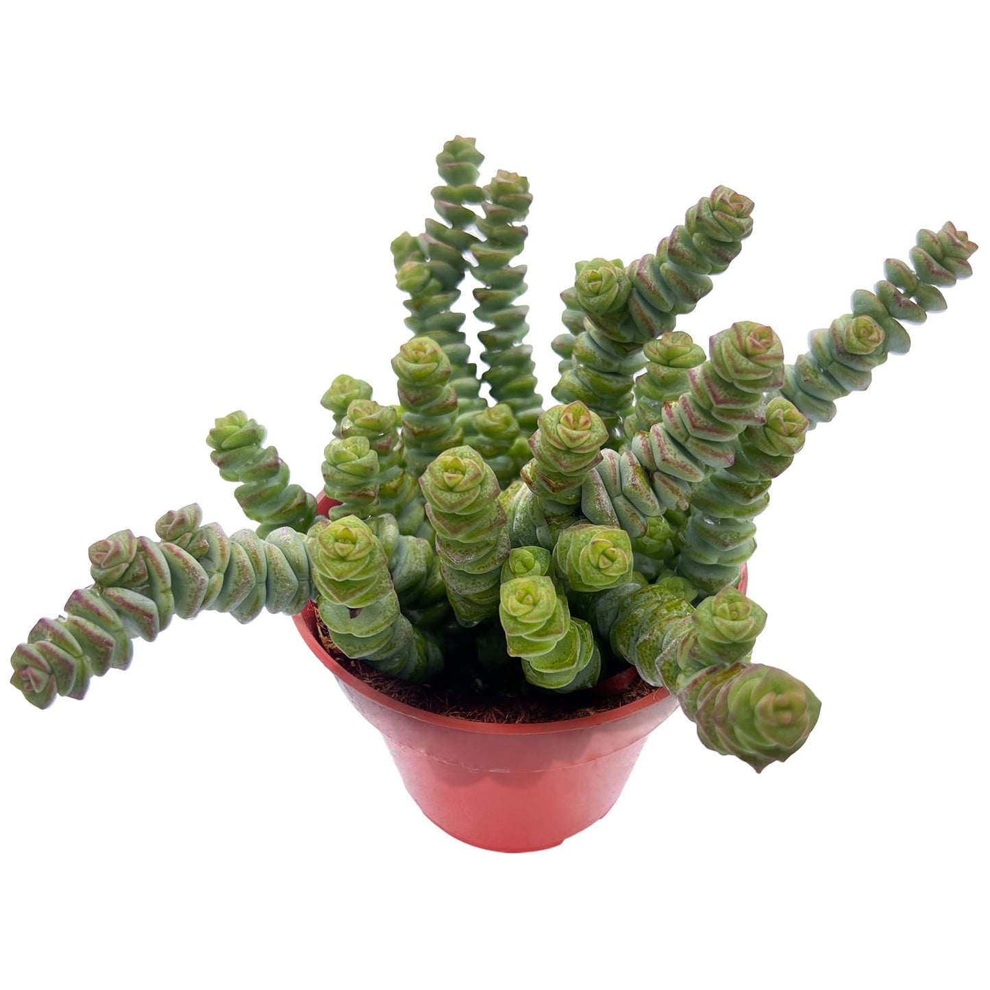 Sprout N Green 4" String of Buttons, Live Crassula 'Baby's Necklace' Trailing Succulent Rooted in Pot, Houseplant for Home Office Hanging Decoration, DIY Projects, Party Favor, Keep Away from Pets