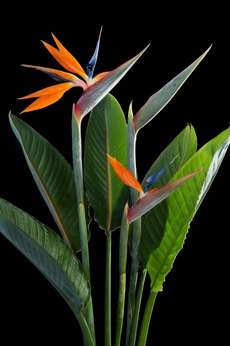 1 Live Plant Bird of Paradise | Strelitzia Reginae 6" in A 2 1/2" Pot