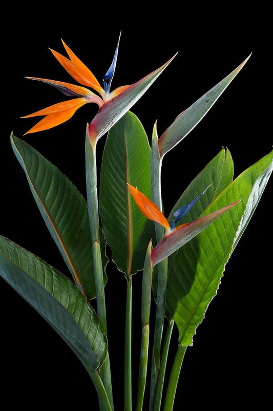 1 Live Plant Bird of Paradise | Strelitzia Reginae 6" in A 2 1/2" Pot