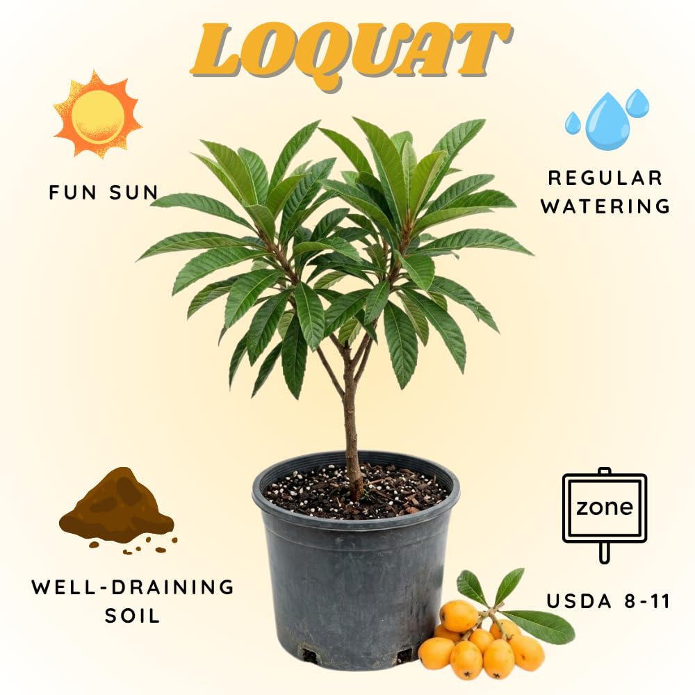 Loquat Tree in 3 Gallon Pot, Sweet Yellow Loquat Fruit Plant, Well Rooted Tree for Outdoor Planting, No Ship to CA