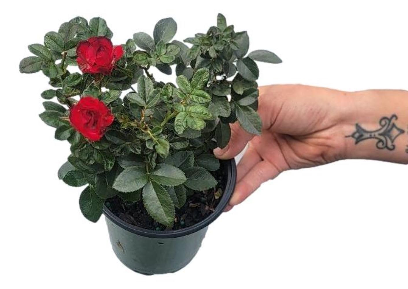 Petite Knock Out® Rose - Live Plant - (1 QT)