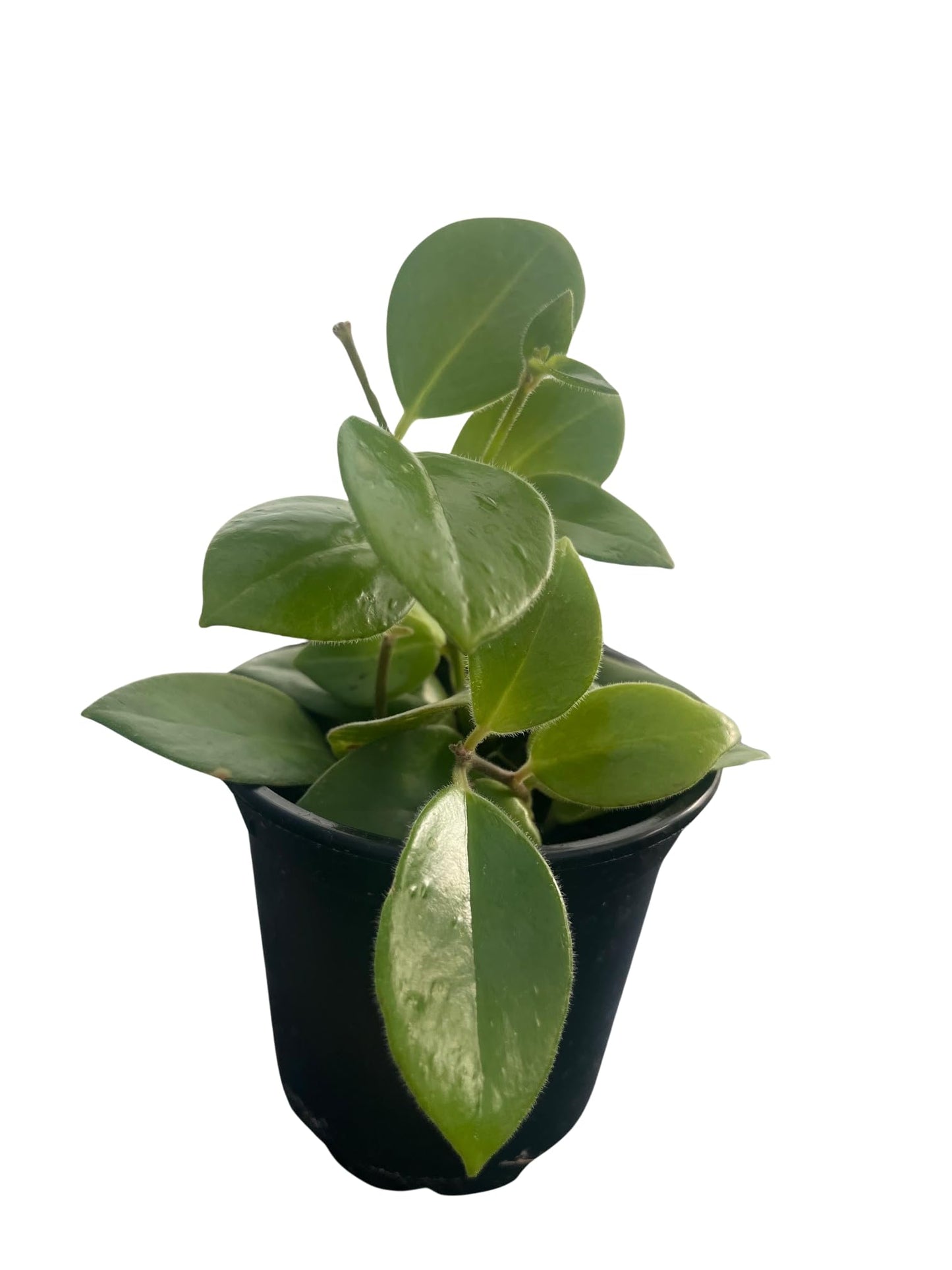 Mona Lisa Lipstick Plant 4" Pot - Aeschynanthus -