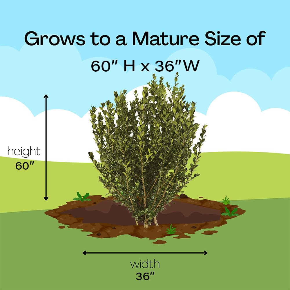 Boxwood Wintergreen, 1 Gallon