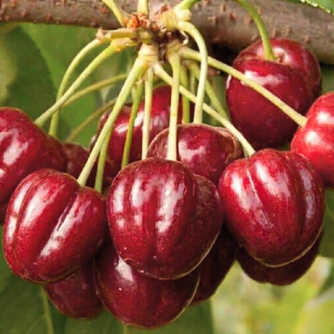 Combo 3 Barbados Cherry Trees Live Plants, Fast-Growing for Spring Planting, Starter 4-7" Tall Edible Red Cherry Tree for Outdoor