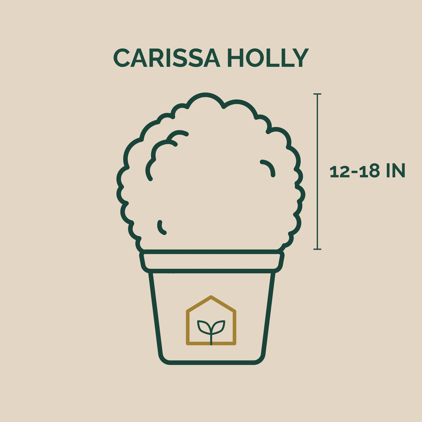 Carissa Holly 3-Gallon