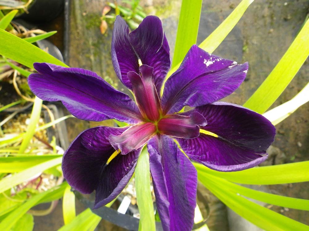 Louisiana Iris Bog Pond Plants Bundle - 4 Pre-Grown Louisiana Irises Marginal Pond Plants in Purple, Red, Yellow, White from AquaLeaf Aquatics