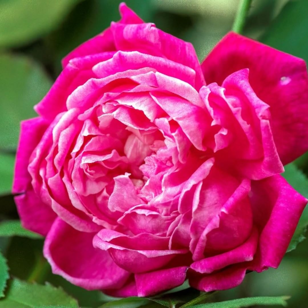 Fragrant Climbing Rose Live Plant, Well Rooted 5-9" Tall, No Leaf, Indoor Outdoor Climber, Rose Bush, Hybrid Tea Rose Like (Deep Red Pink)