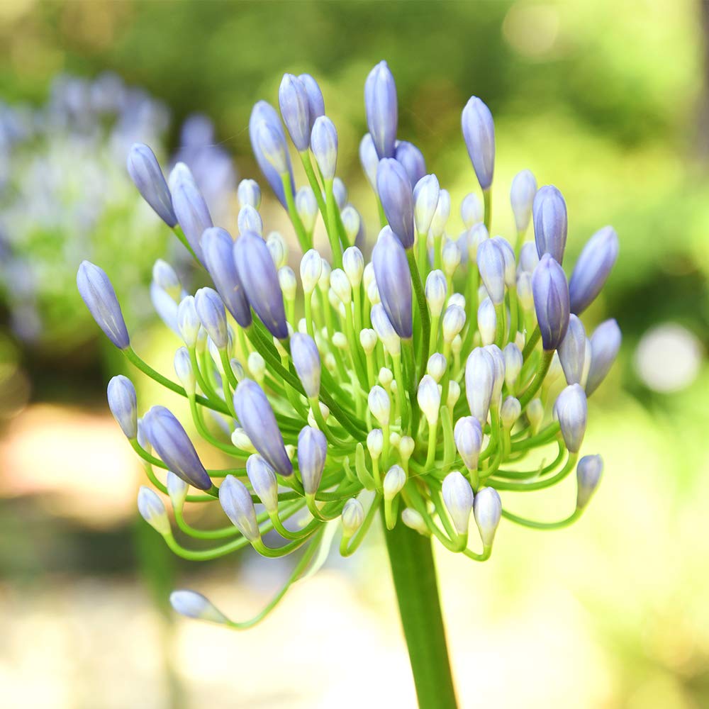 Blue Agapanthus 1 Gallon