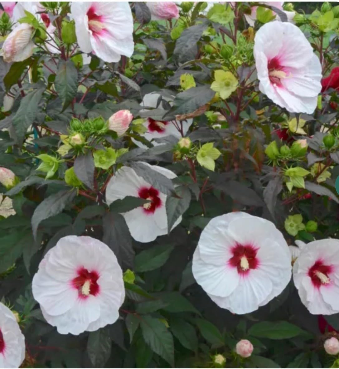 Live Plant - Mocha Moon Hibiscus moscheutos-Small Rooted Starter Plant-Huge 8-10” Blooms