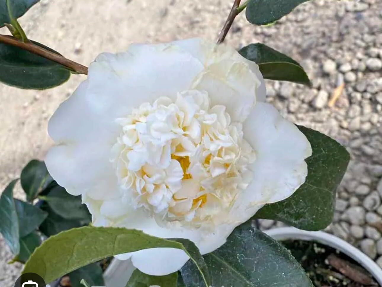 Live Plant - Shiro Chancamellia Japonica-Live Starter Plant