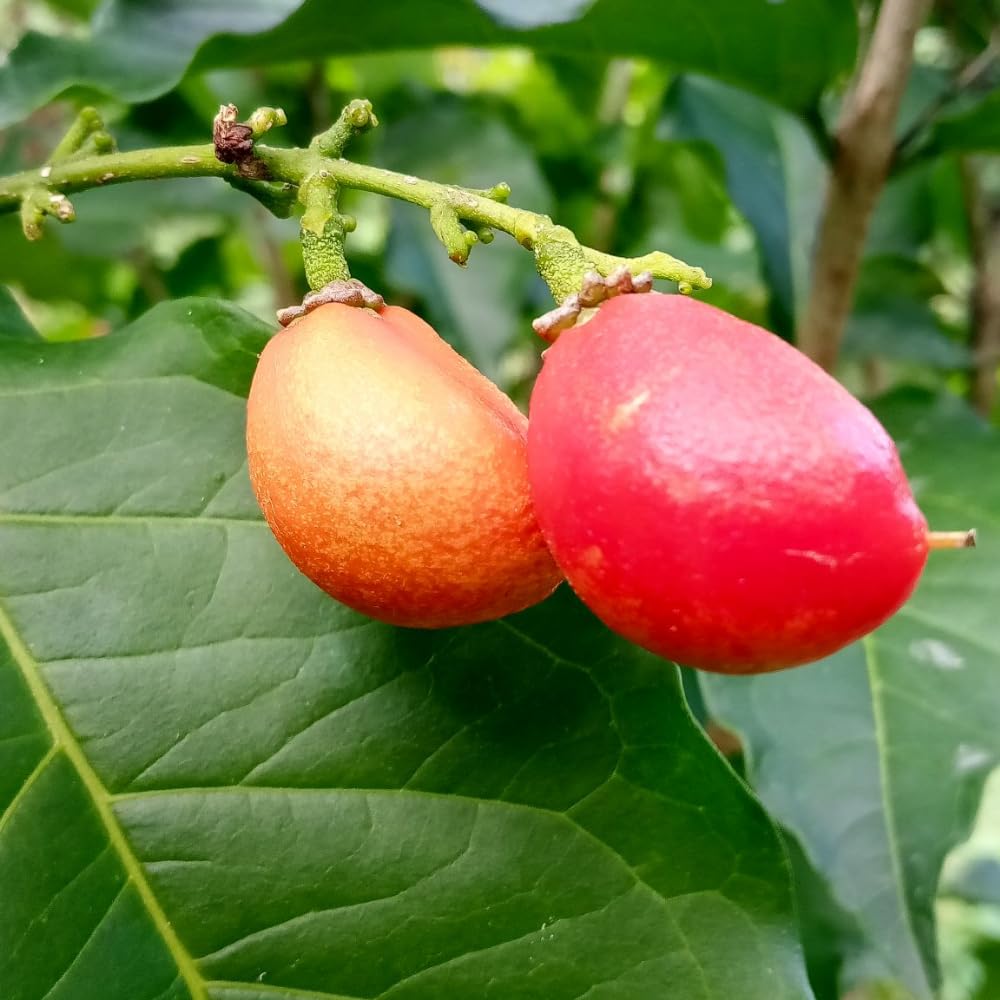 2 Peanut Butter Trees Plants Live, Peanut Well Rooted Starter 4-6” Tall for Home Garden and Patio Pots